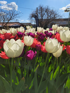 We'll be at Tulip Time Festival, Bowral 2024...Again!